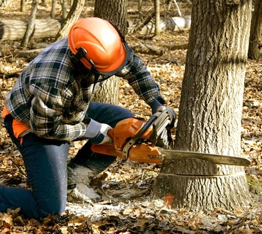 Tree Removal in Tinsley, MS